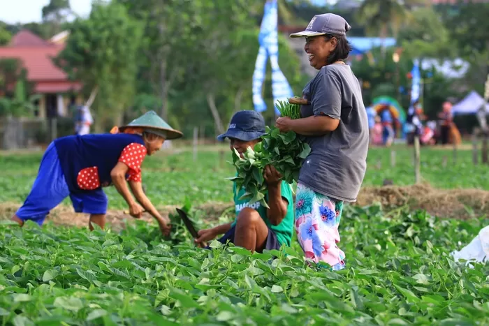 Waduh! Daya Beli Petani Riau Melemah Tajam di Bulan April, Ternyata ini Penyebabnya