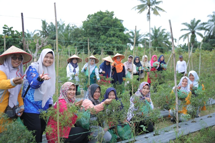 Keren, Ketua PKK Asahan Panen Jagung dan Cabai di Lahan Pekarangan 'Hatinya' PKK